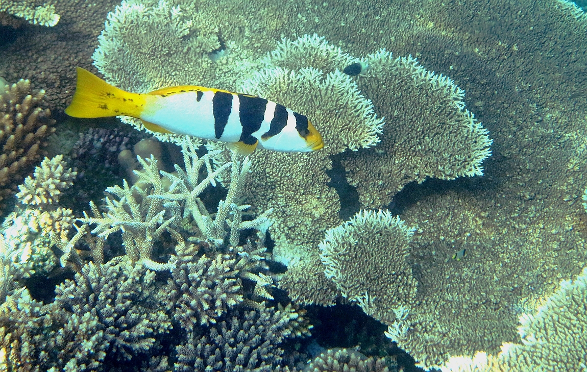 IMG_1358rf_Maldives_Madoogali_House reef_Merou selle_Plectropomus laevis.jpg